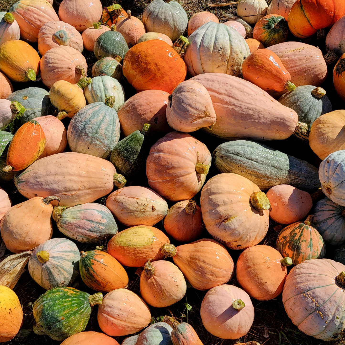 Squash - Maxima (Canada)