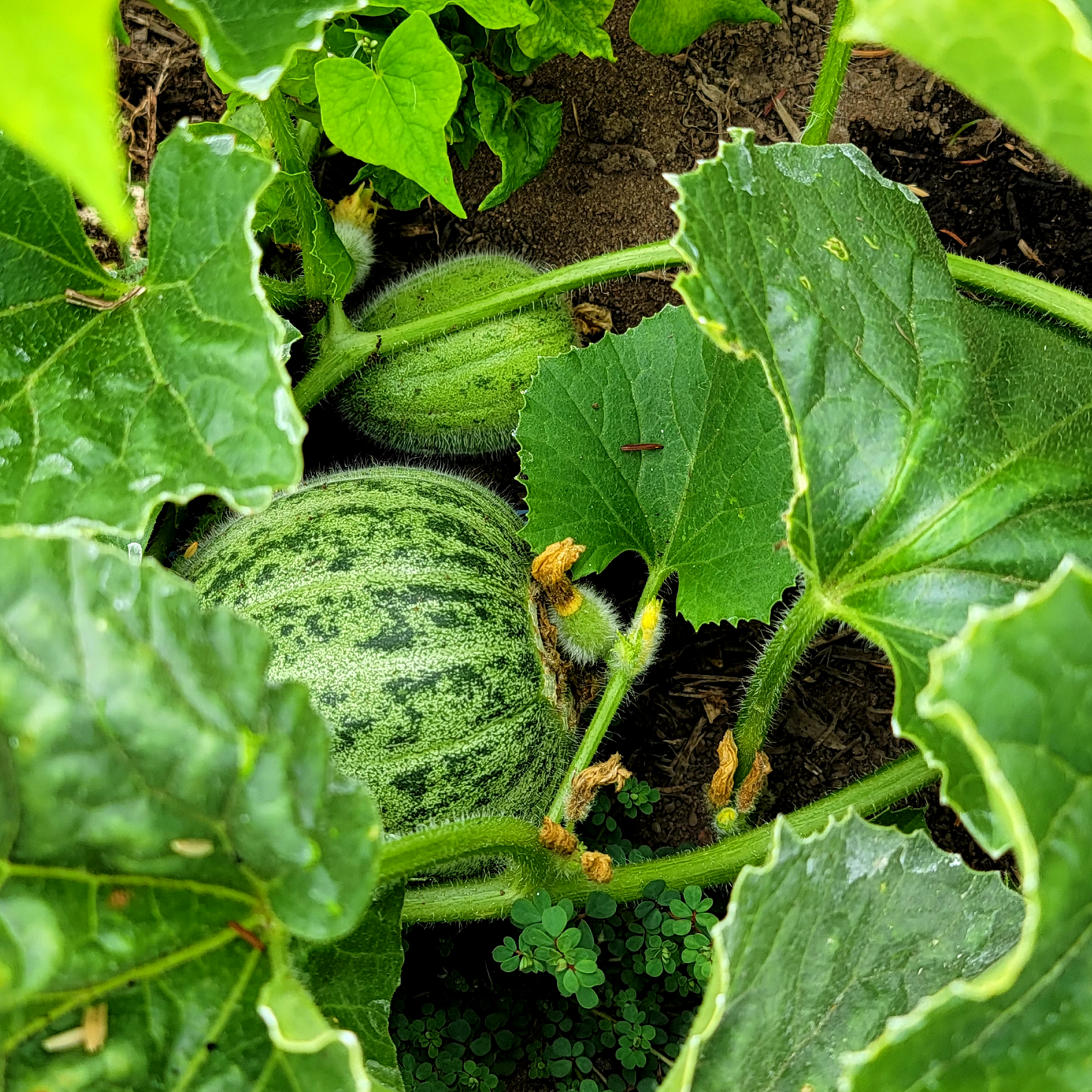 Muskmelon (Canada)