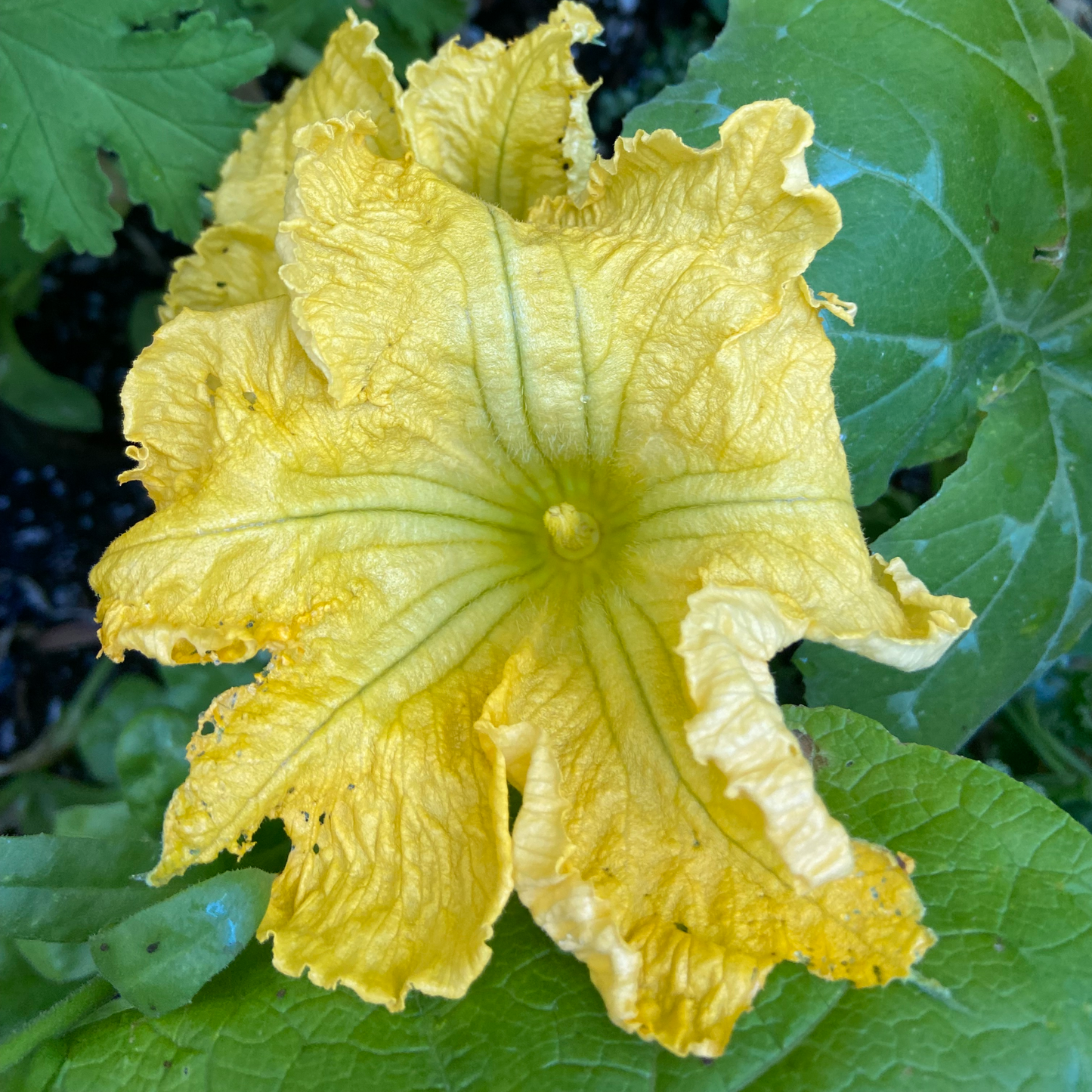 Squash - Moschata