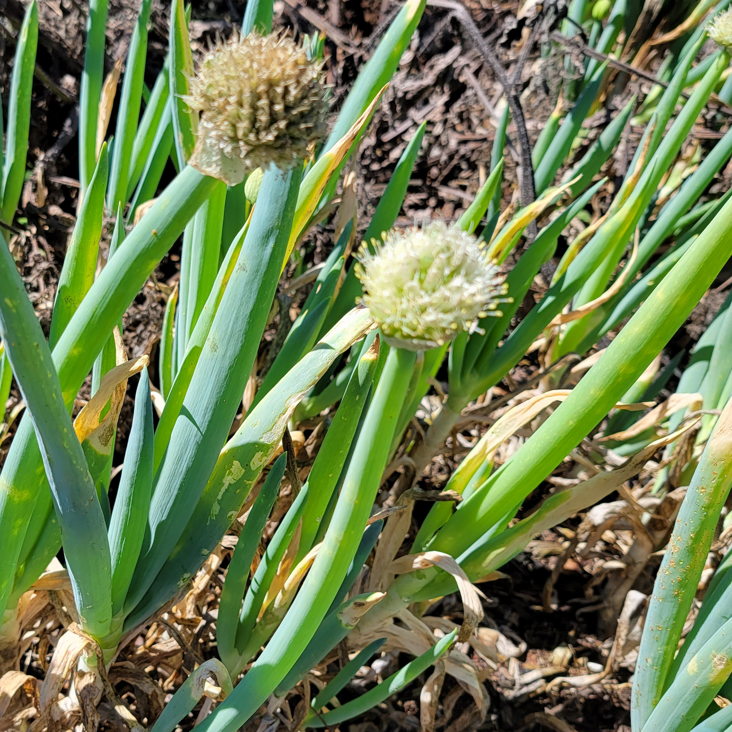 Onion