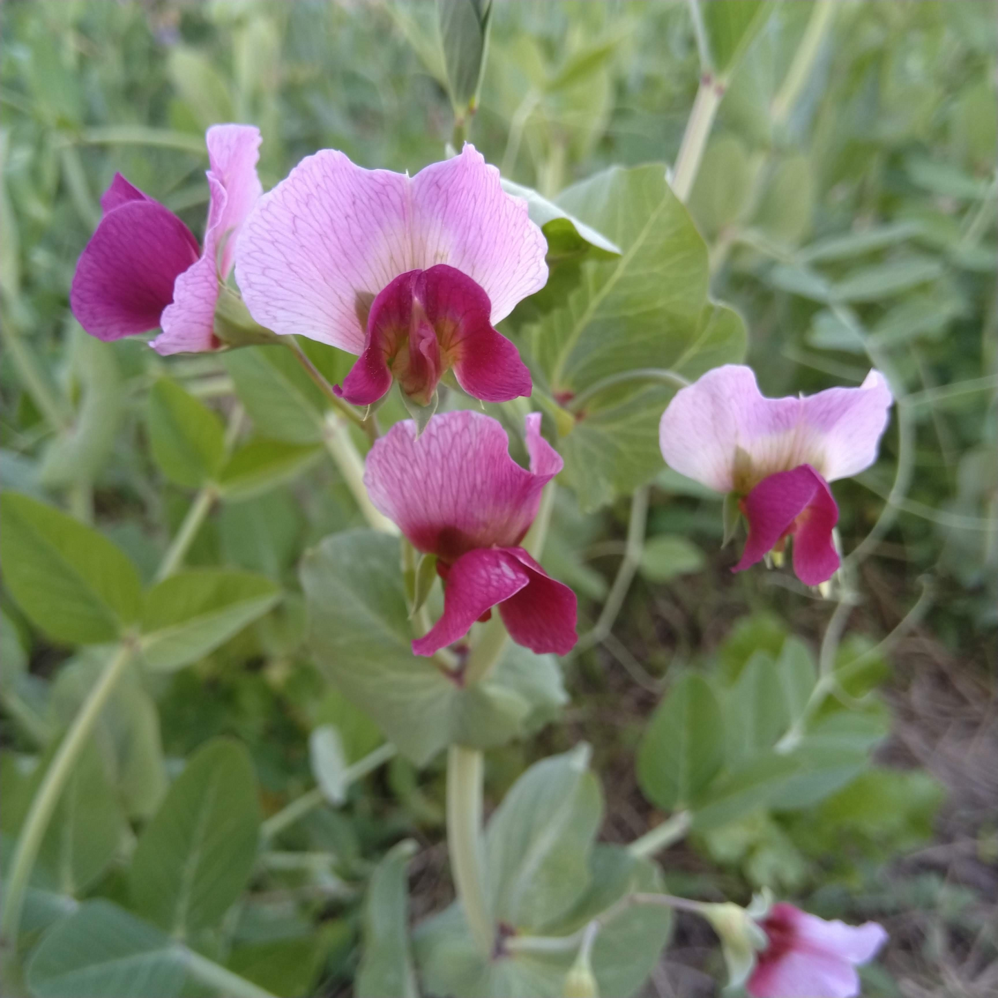 Pea
