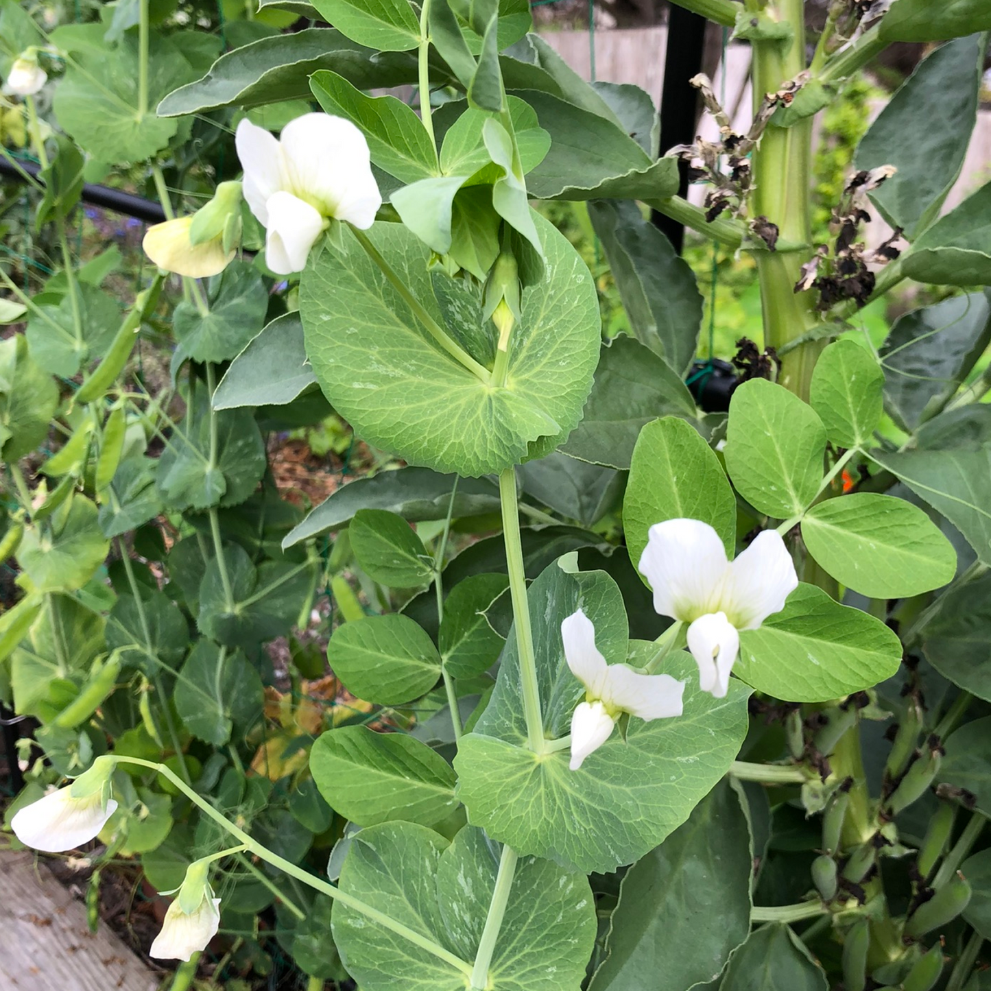 Pea