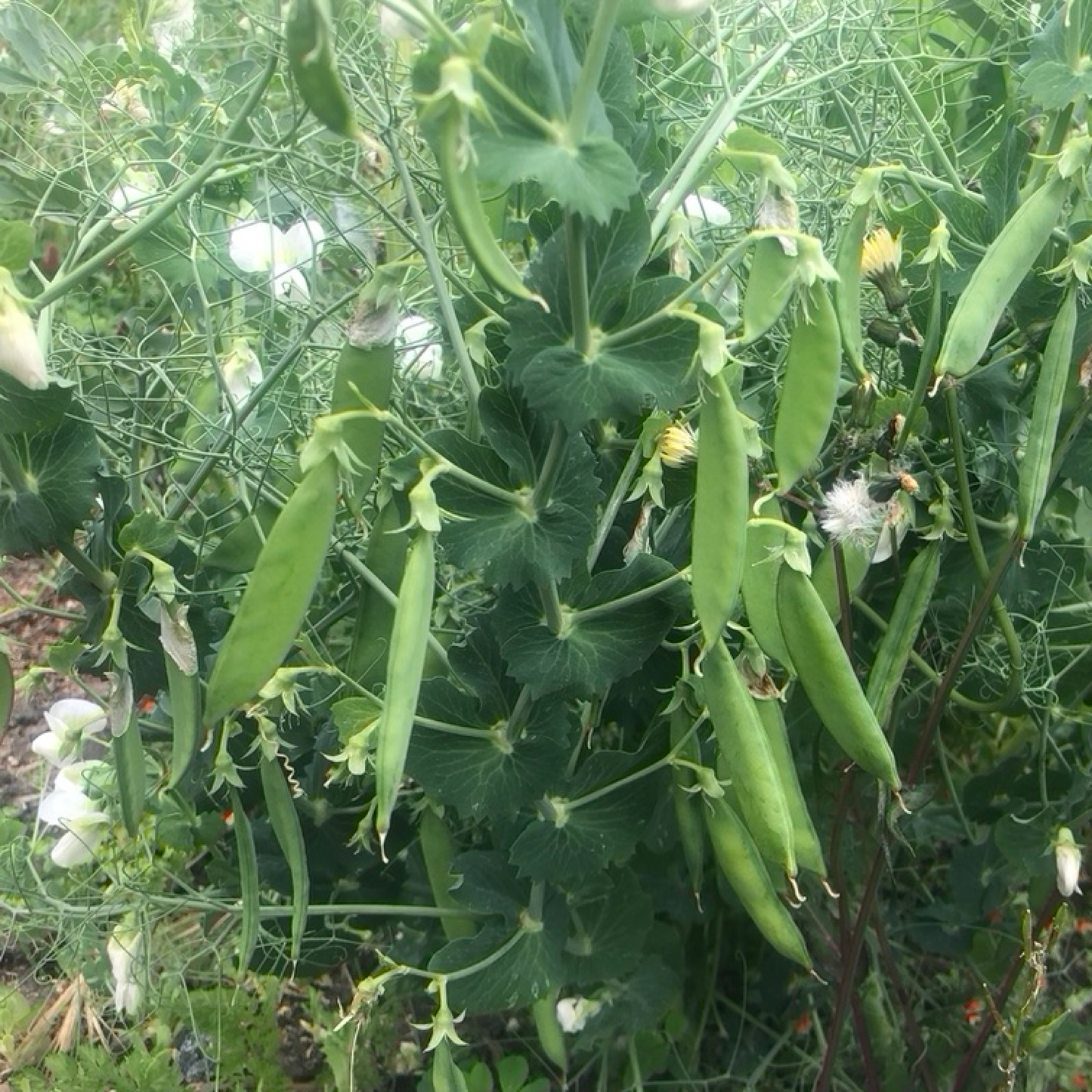Pea