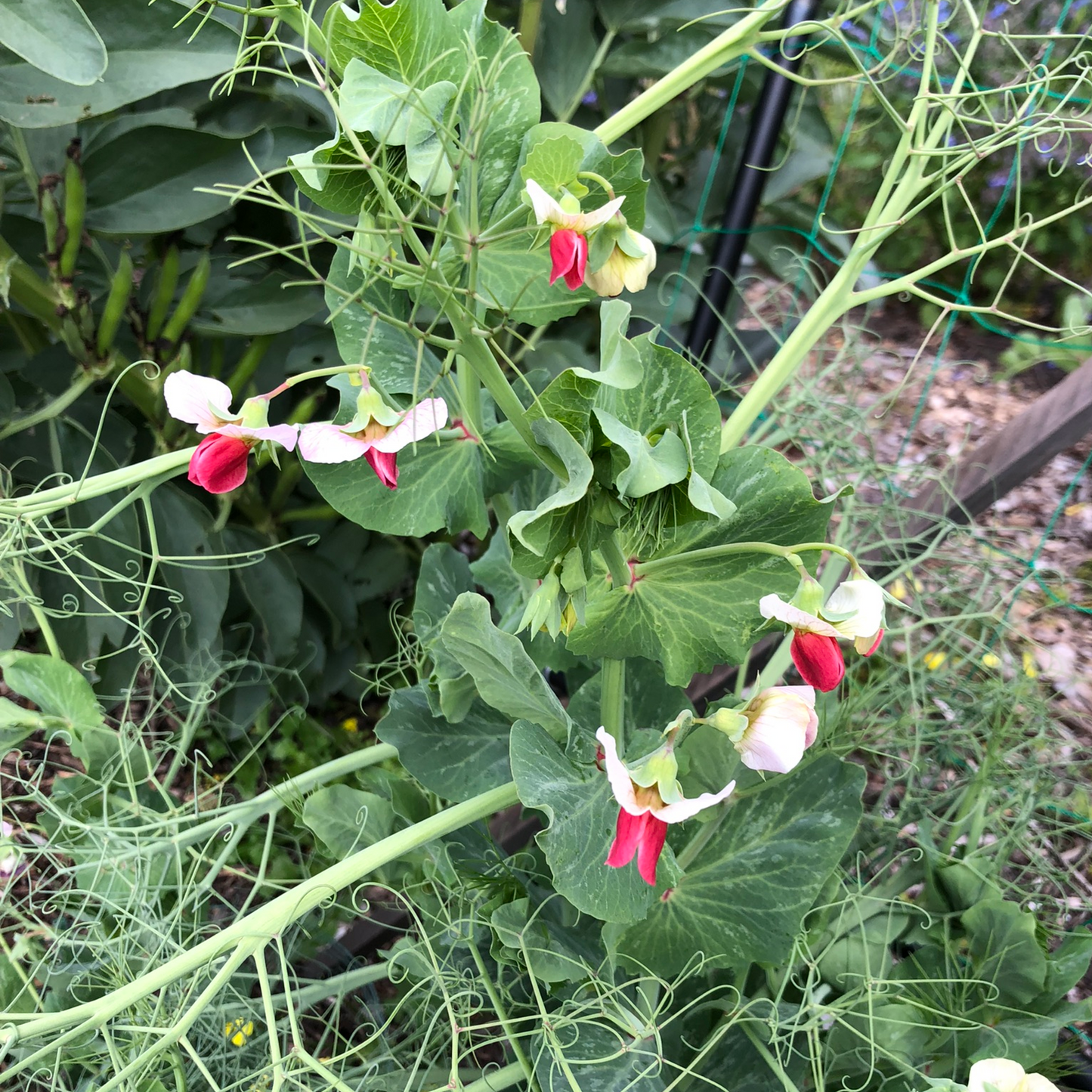 Pea