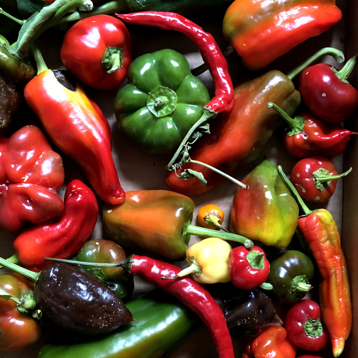 Pepper