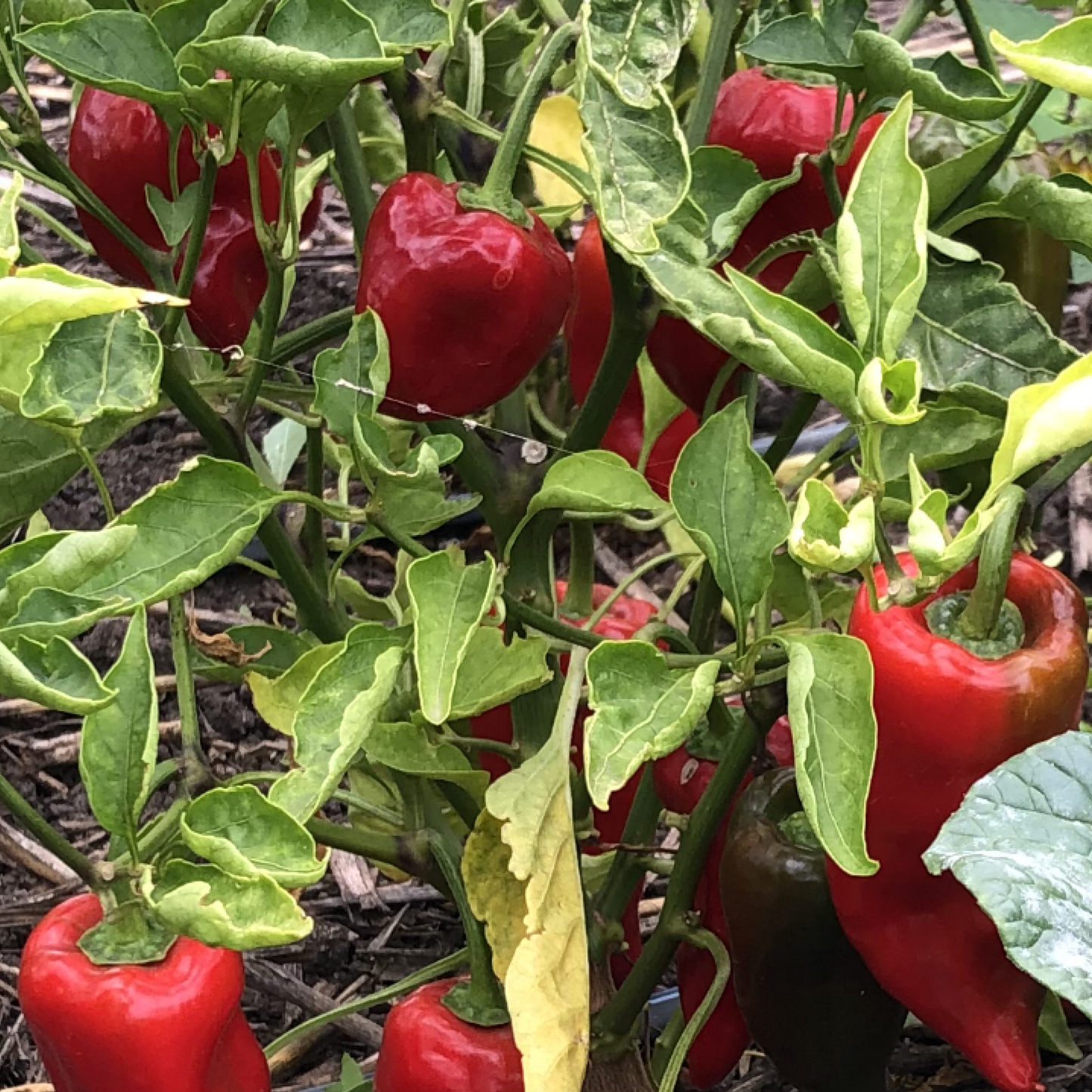 Pepper