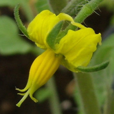 Tomato