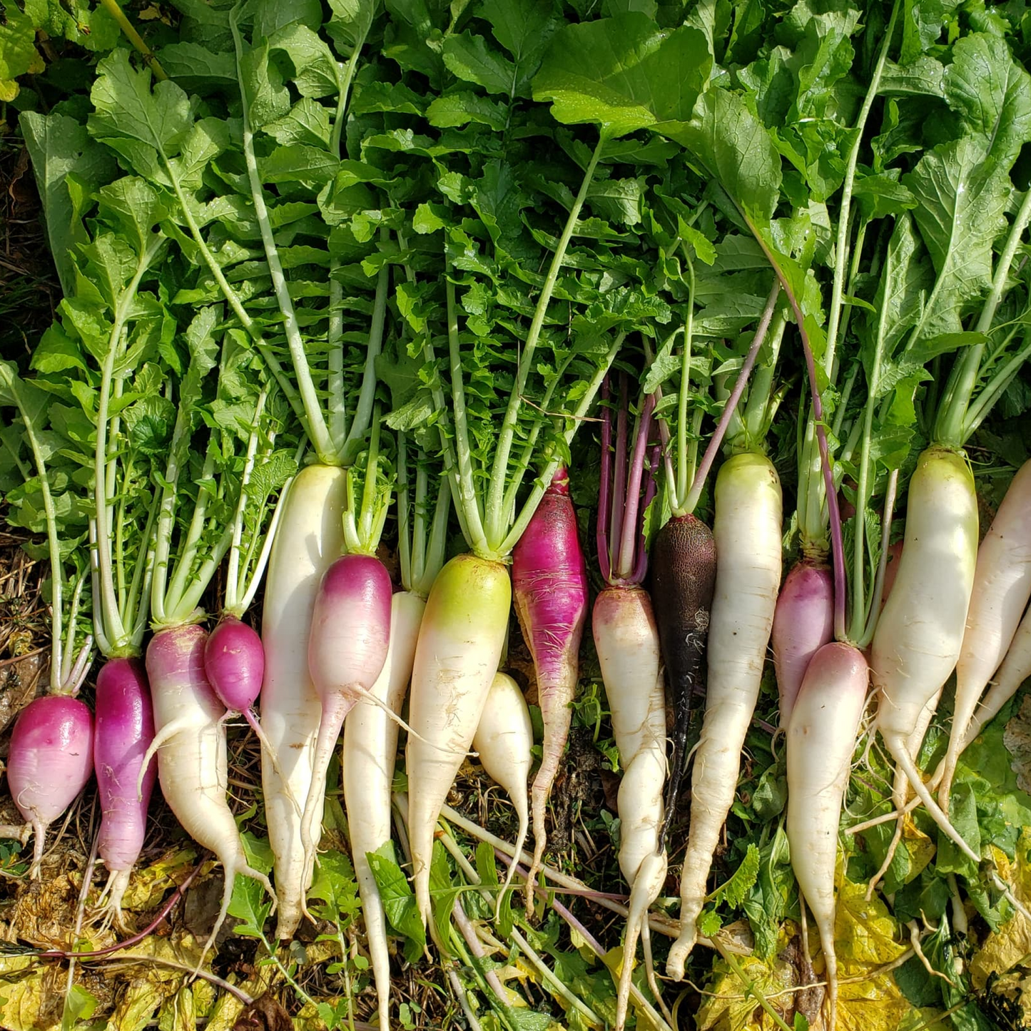 Radish