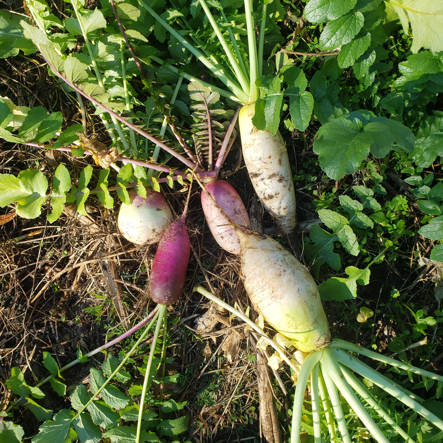 Radish