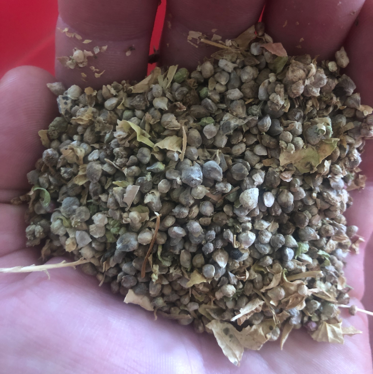 Spinach