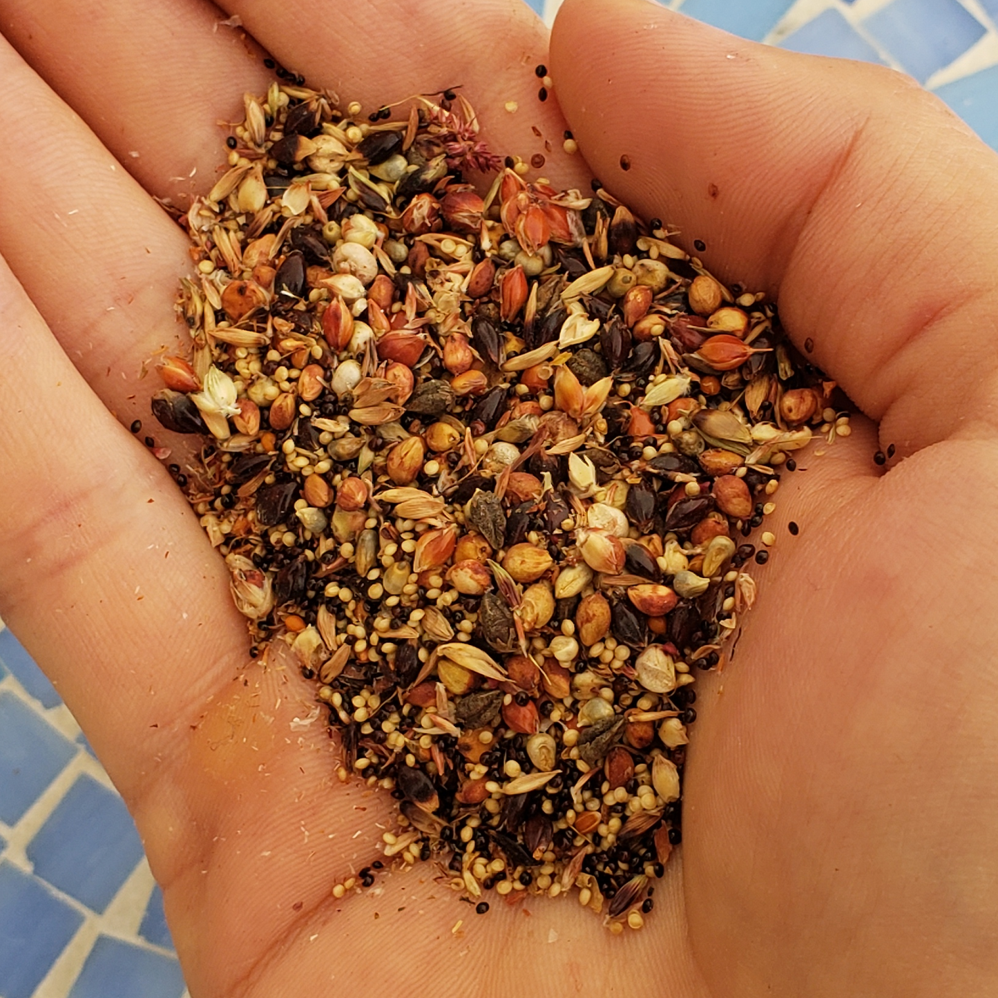 Summer Grains