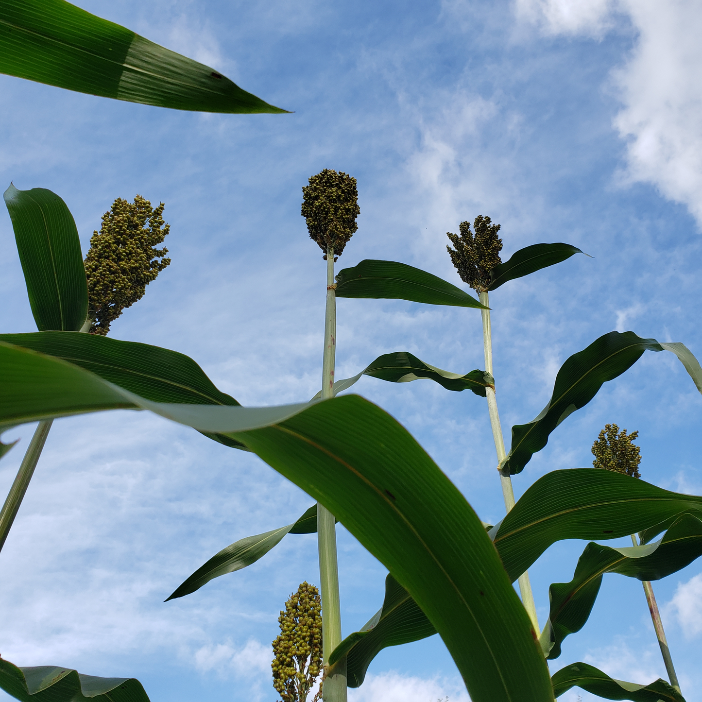 Summer Grains