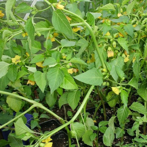 Tomatillo