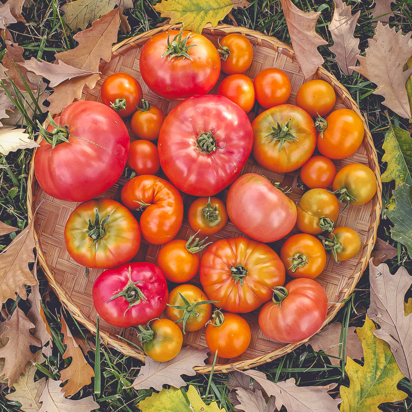 Tomato
