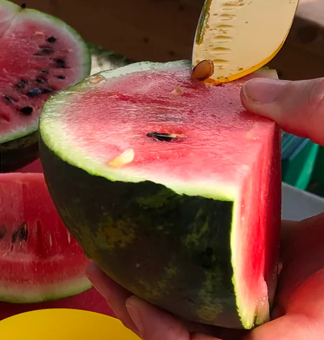 Watermelon (Canada)
