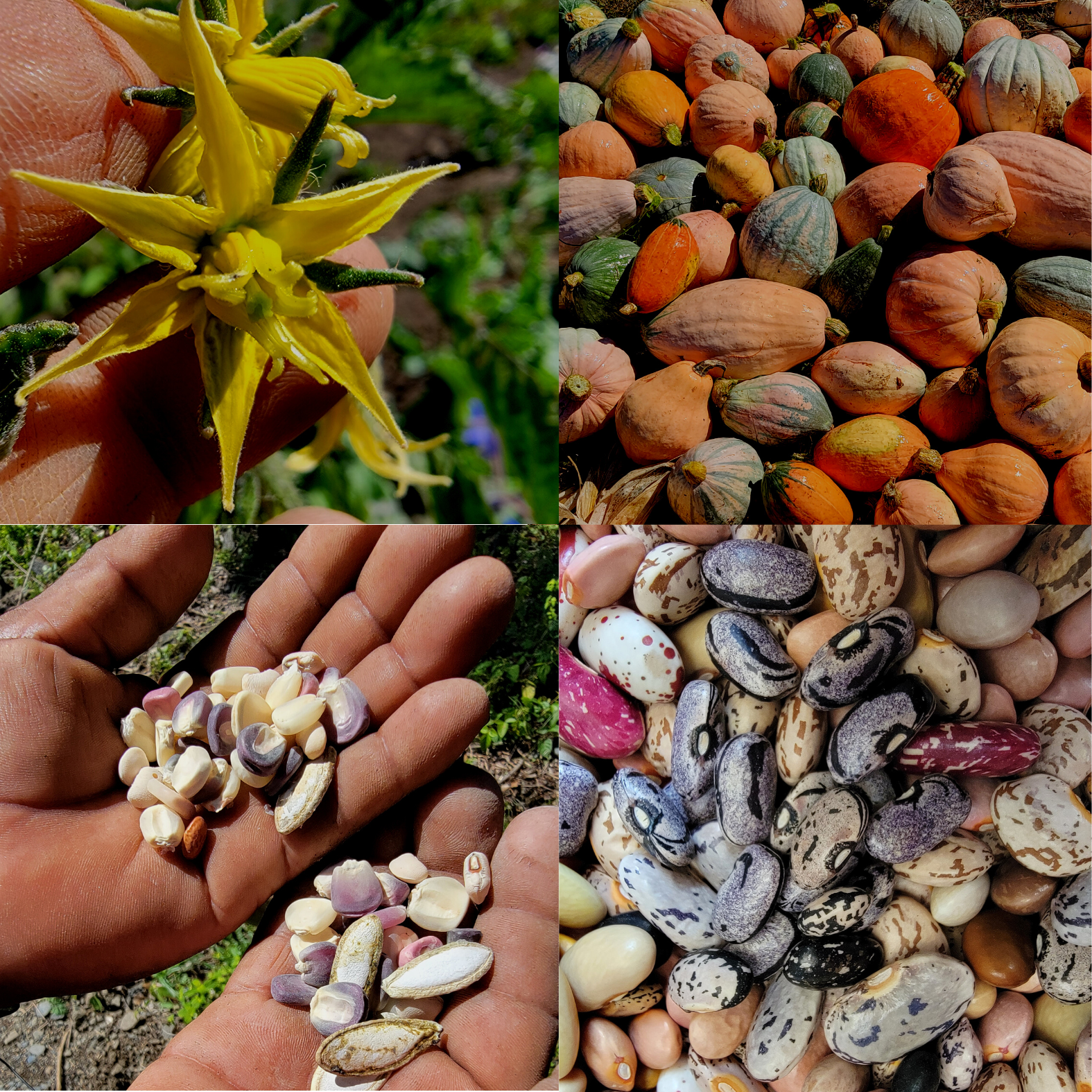 plants going to seed Adaptation Gardening – Going to Seed