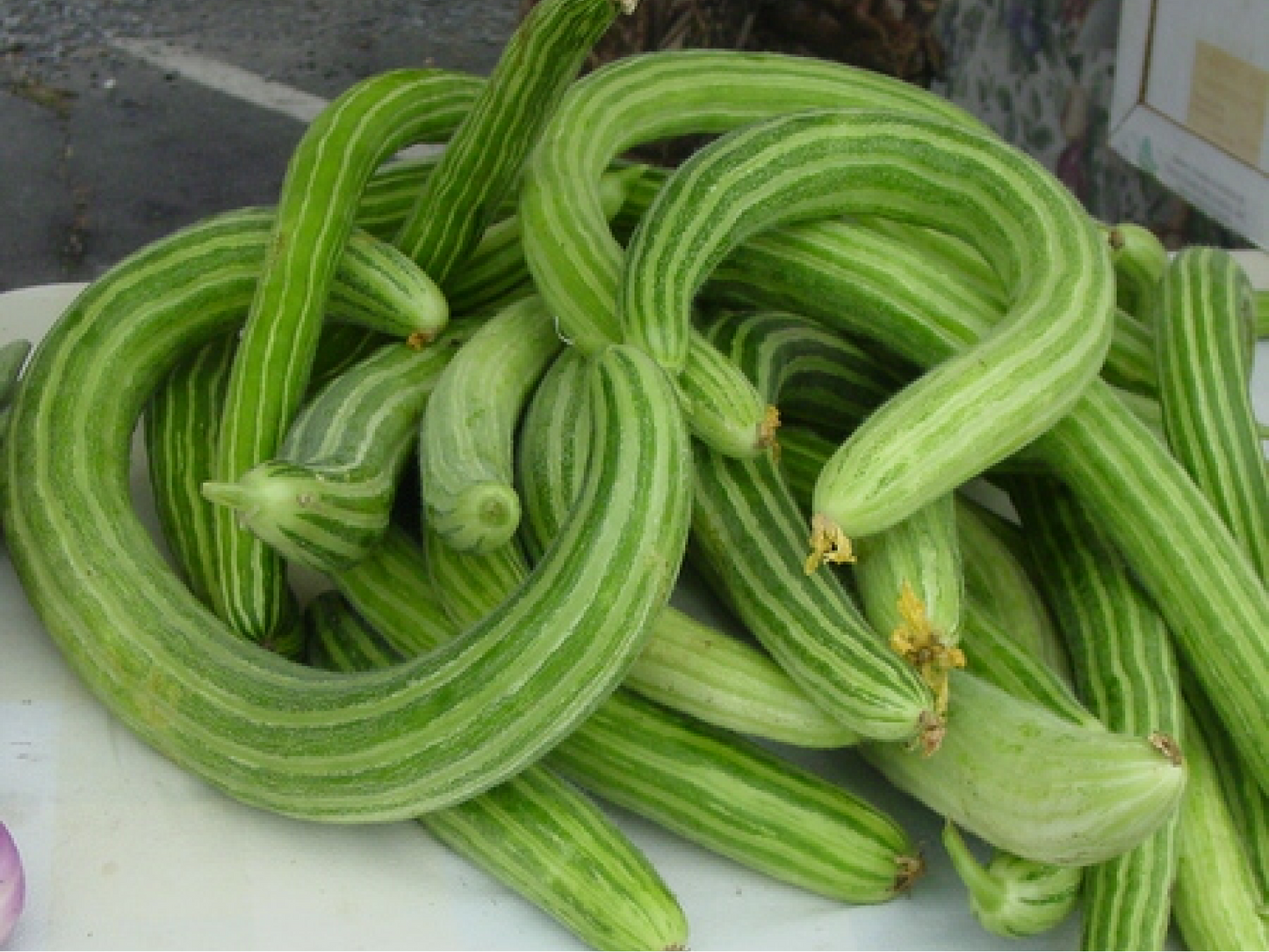 Armenian Cucumber