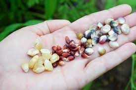 Corn