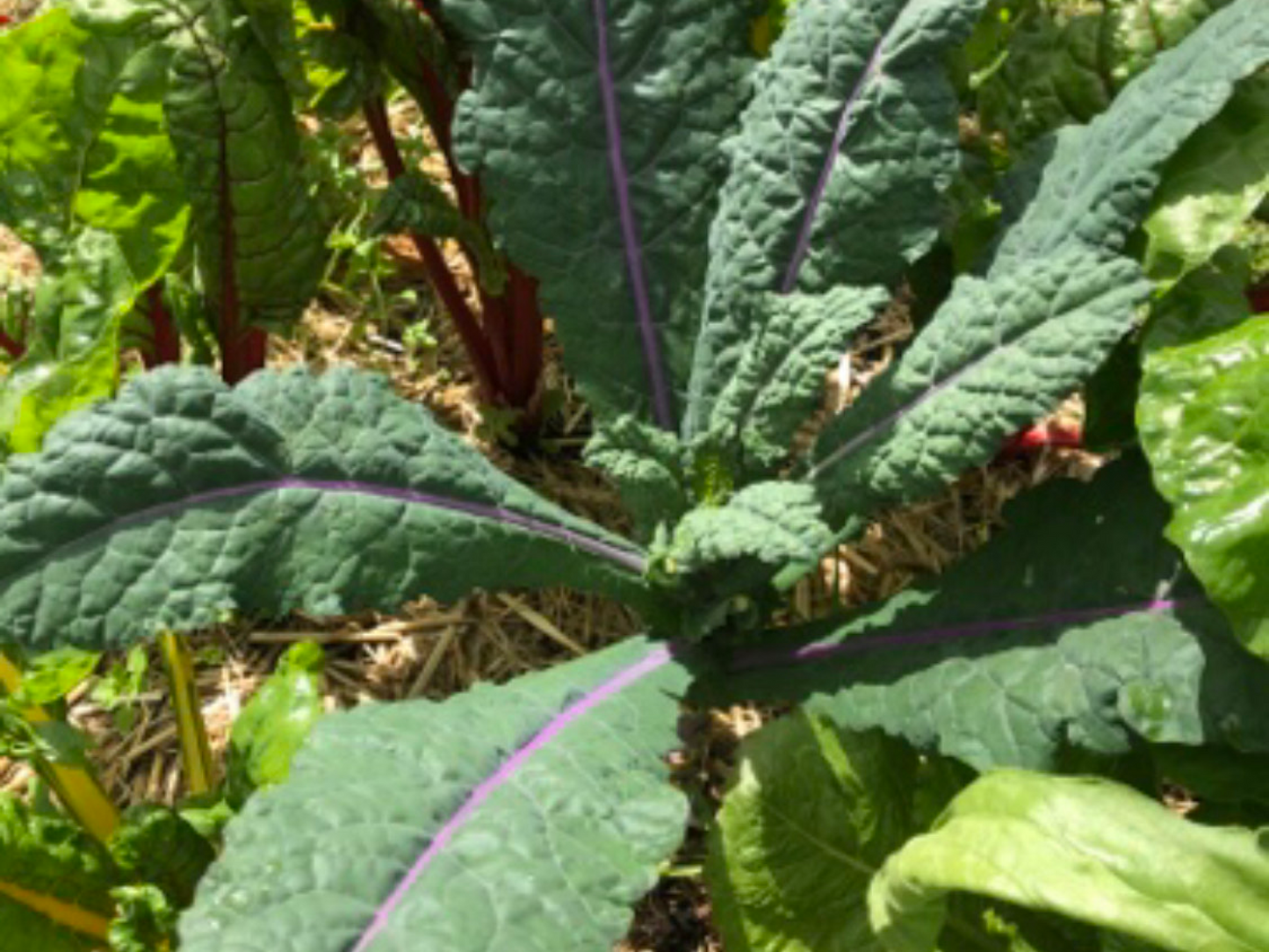 Kale +