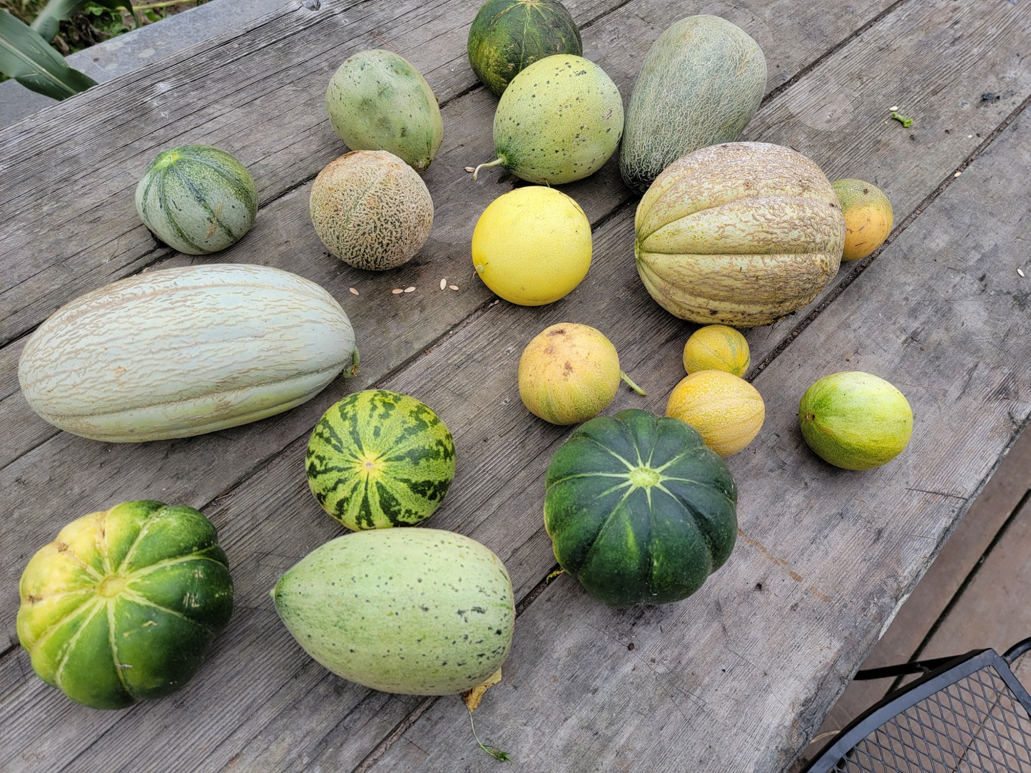 Muskmelon
