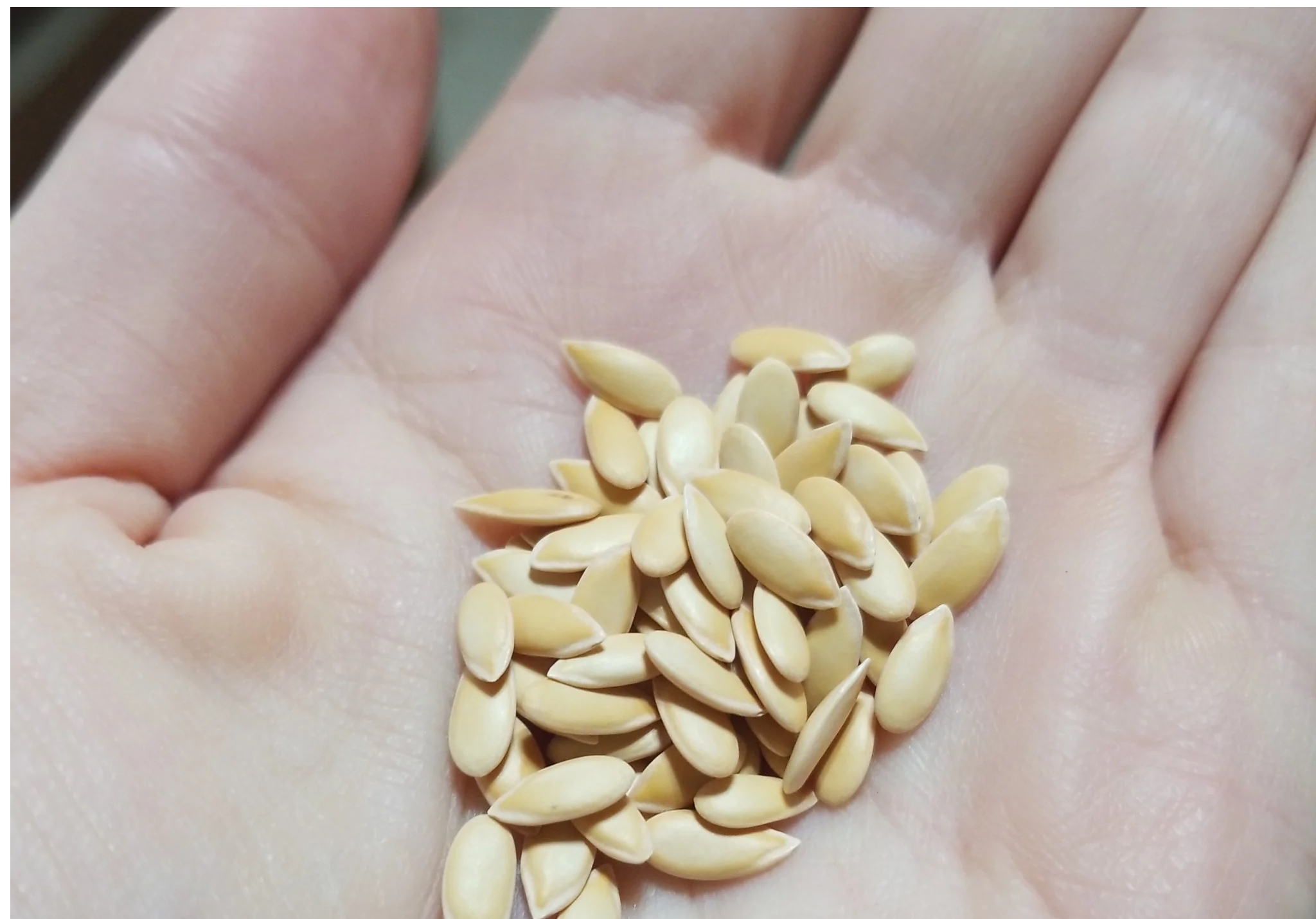 muskmelon seeds for planting Muskmelon – Going to Seed