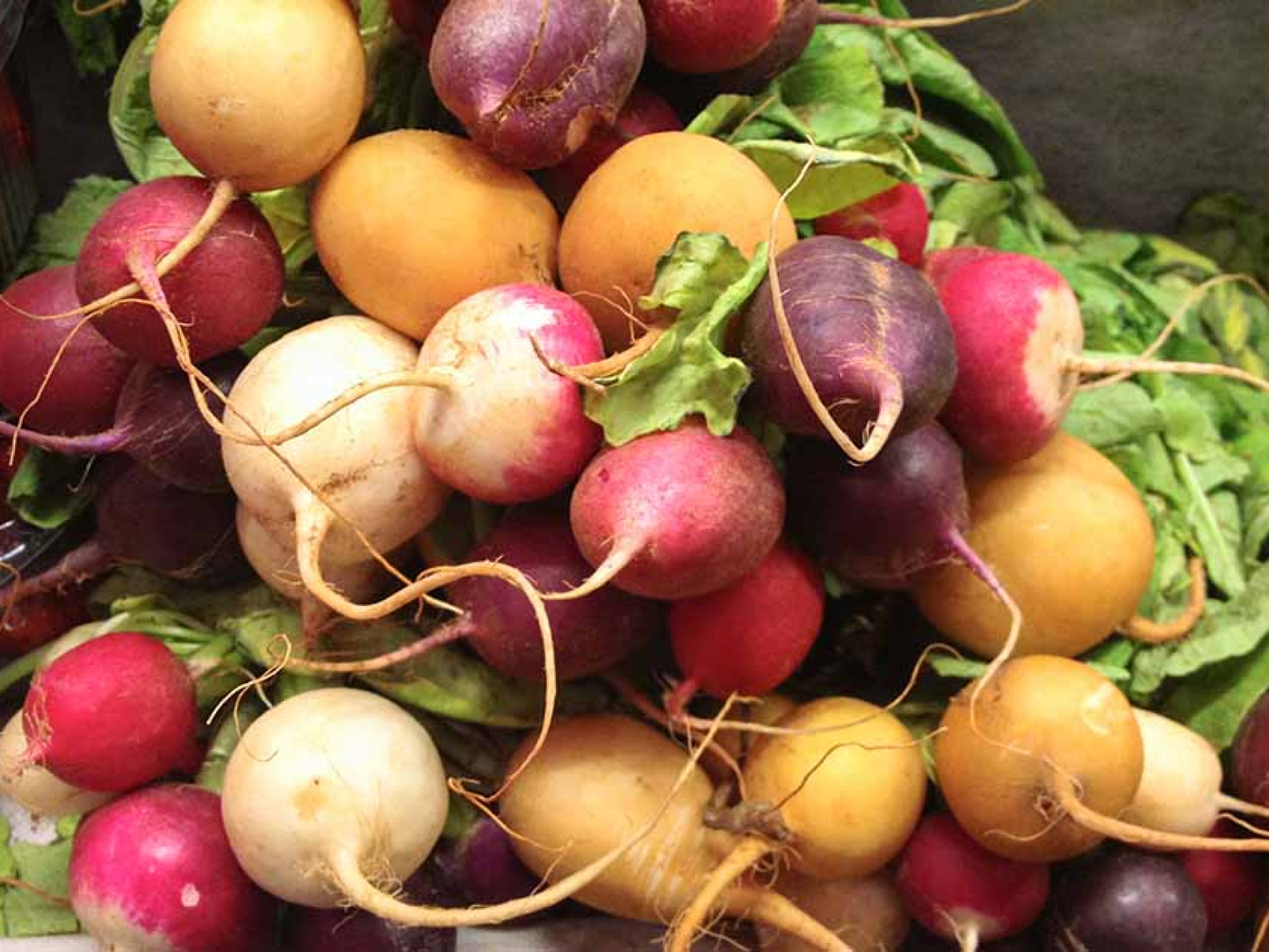 Radish