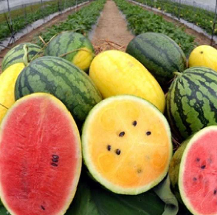 Watermelon