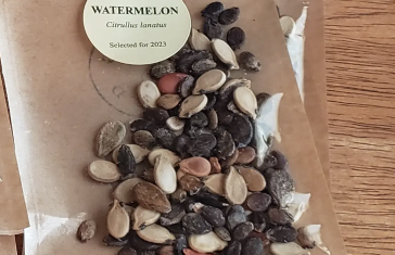 Watermelon