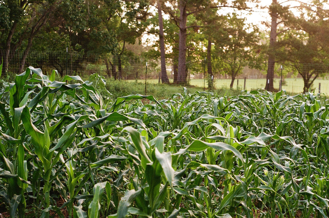 Market Farmers Learn to Adapt