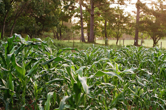 Market Farmers Learn to Adapt