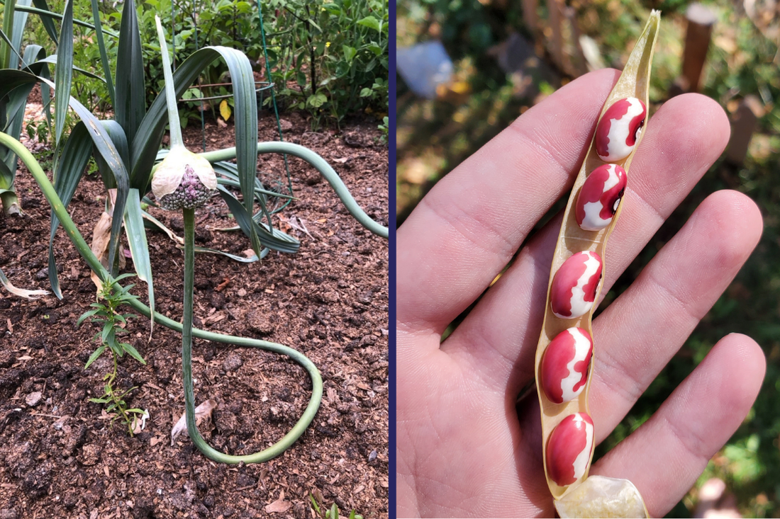 Going to Seed Updates: The Seed Share Program