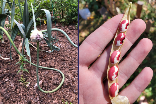 Going to Seed Updates: The Seed Share Program