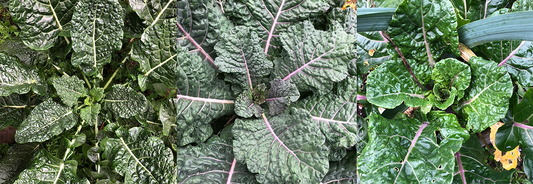 Falling in Love with Brassicas