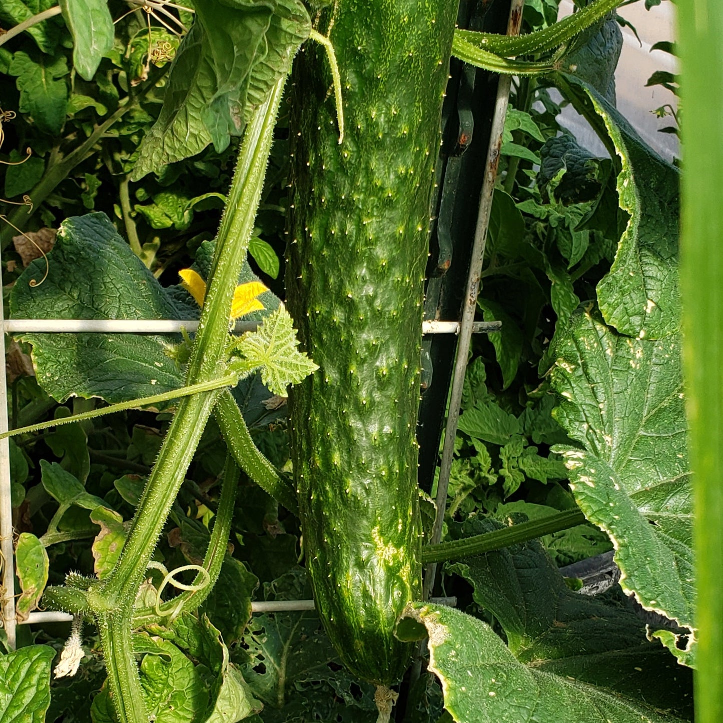 Cucumber