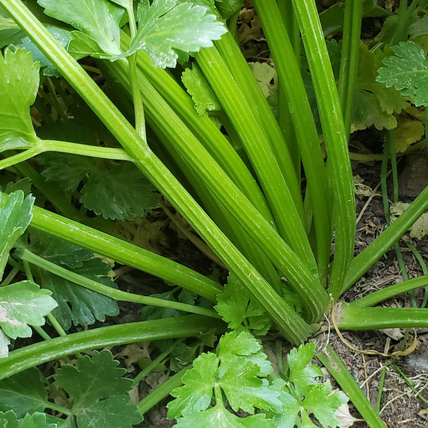 Celery