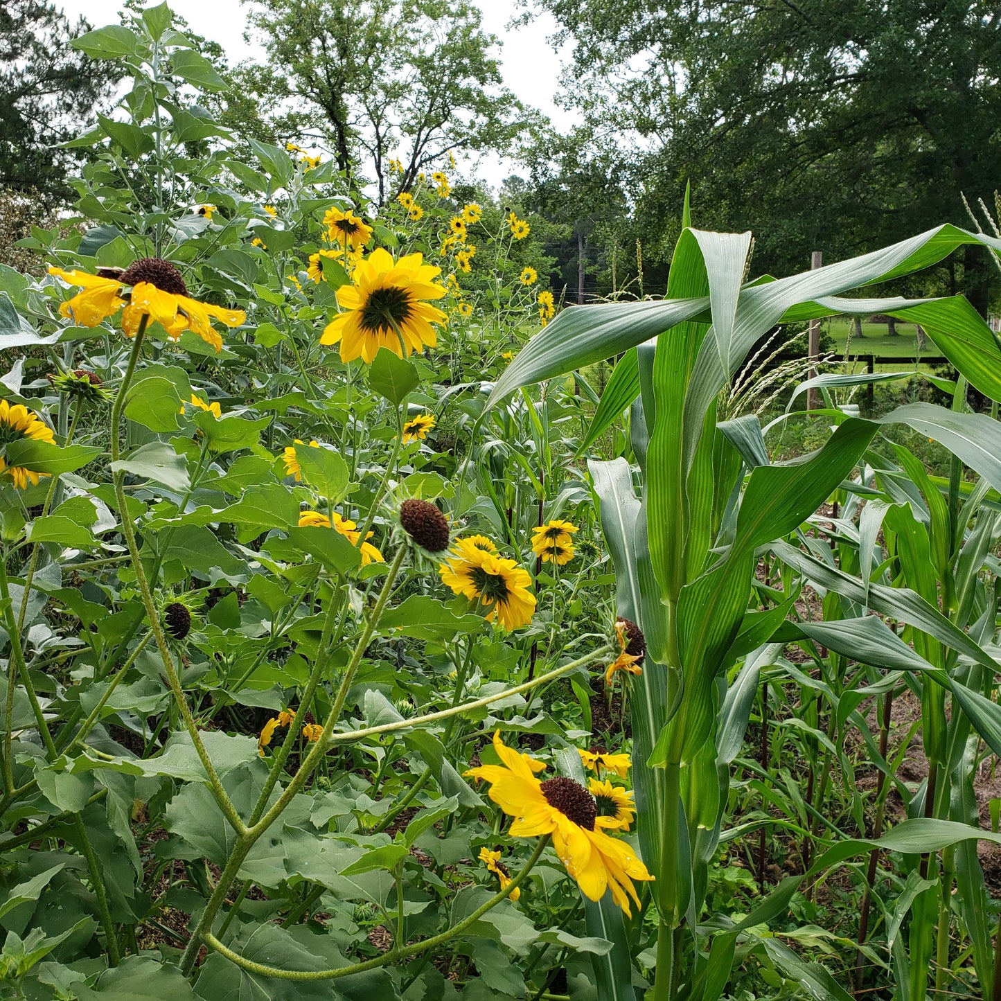 Sunflower