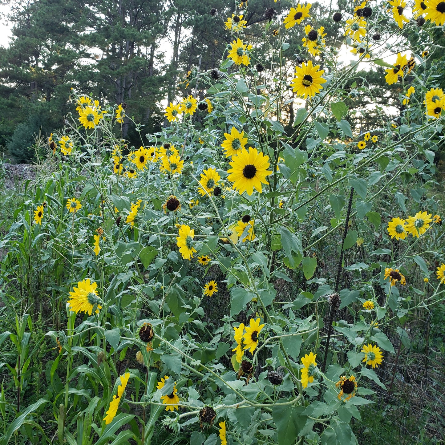 Sunflower