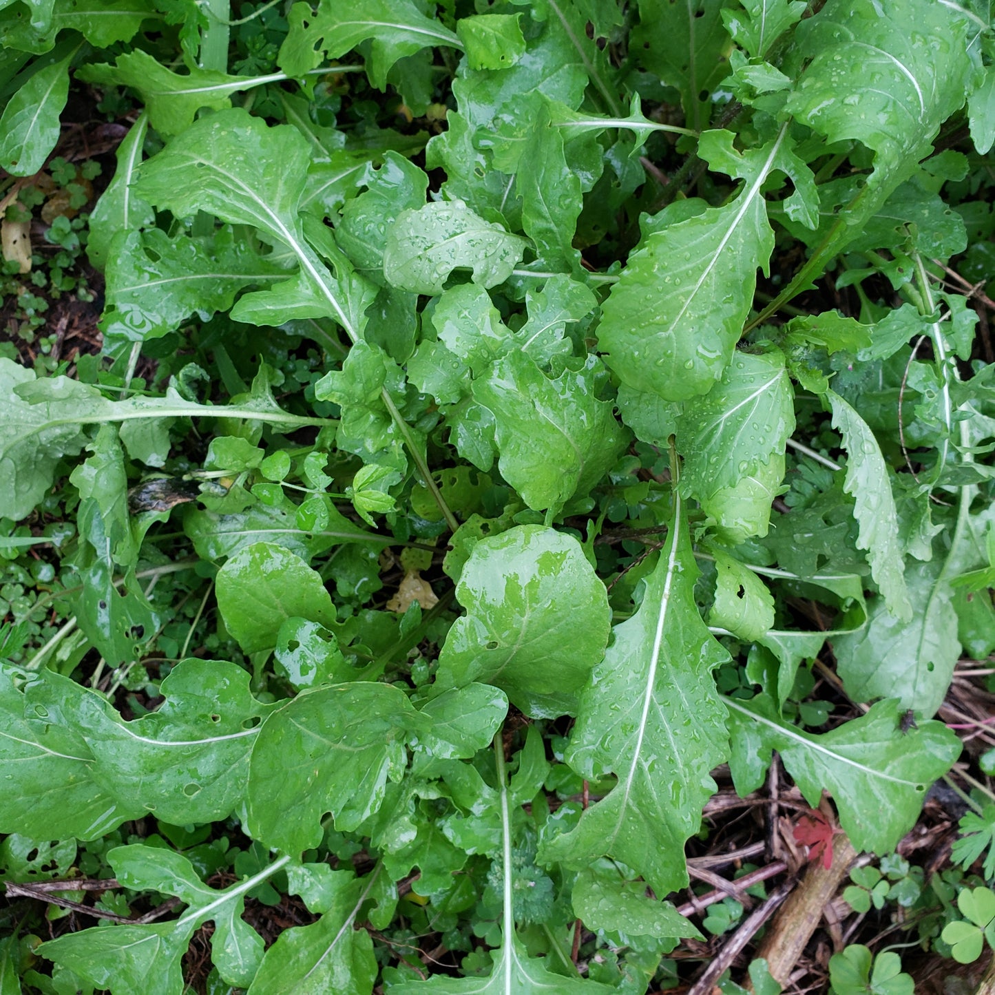 Arugula