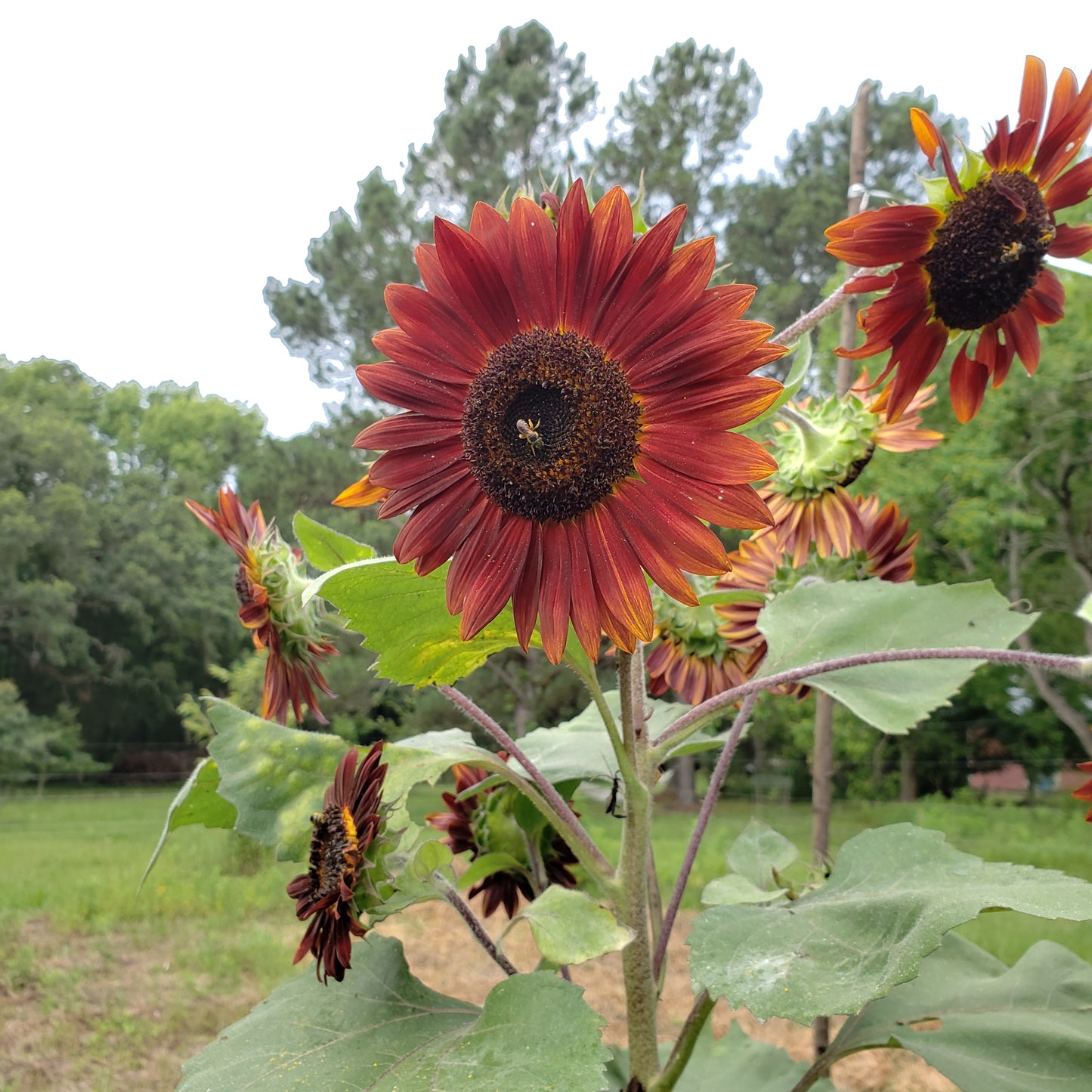 Sunflower