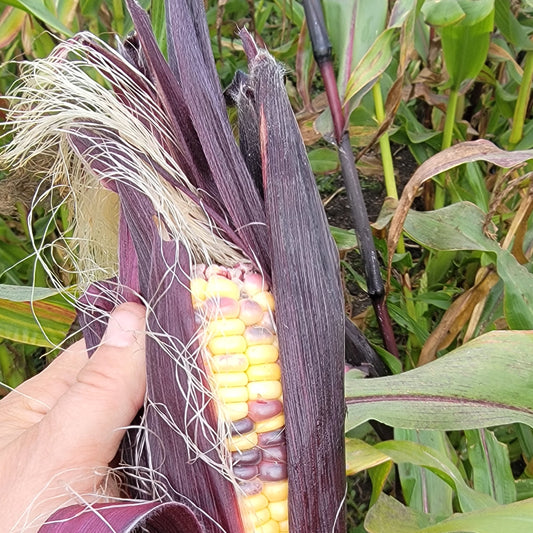 Corn (Canada) (2026)