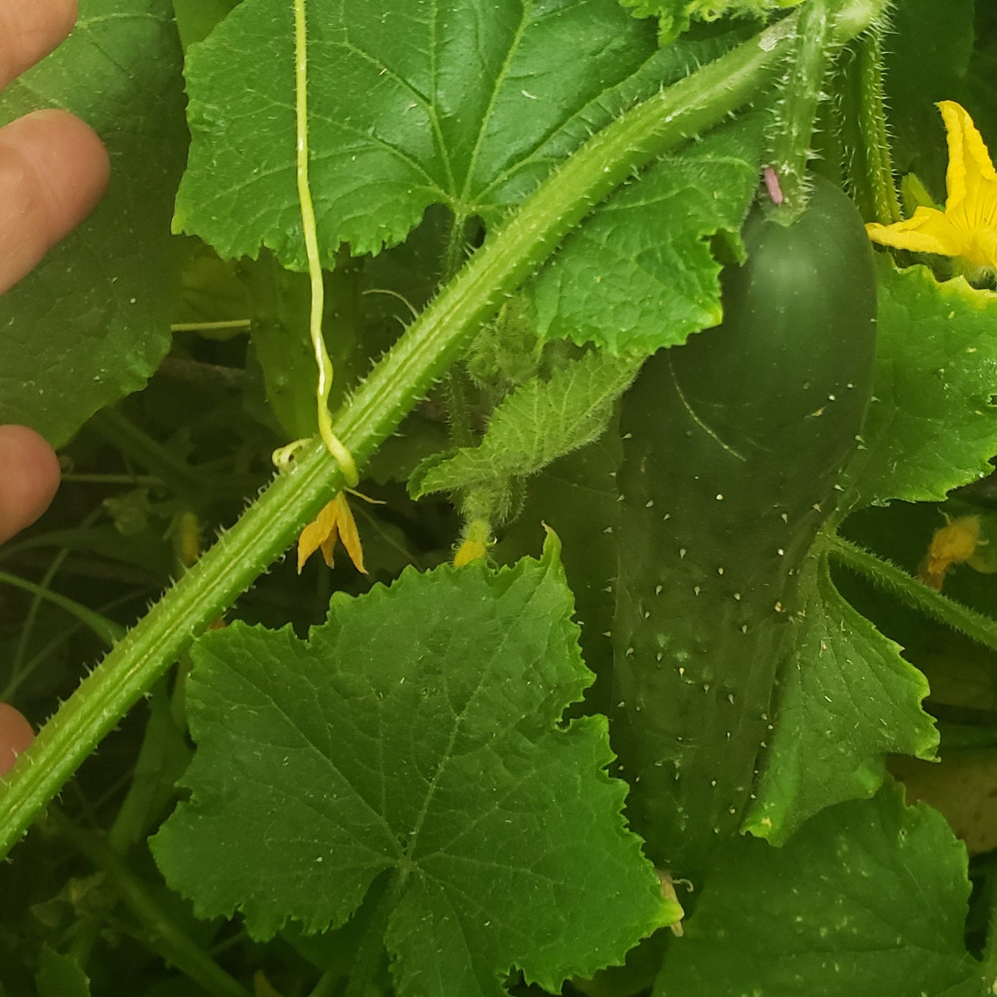Cucumber