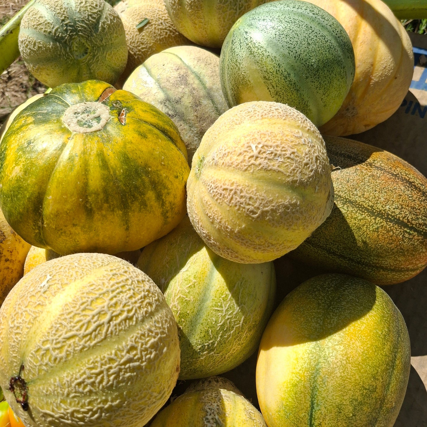 Muskmelon