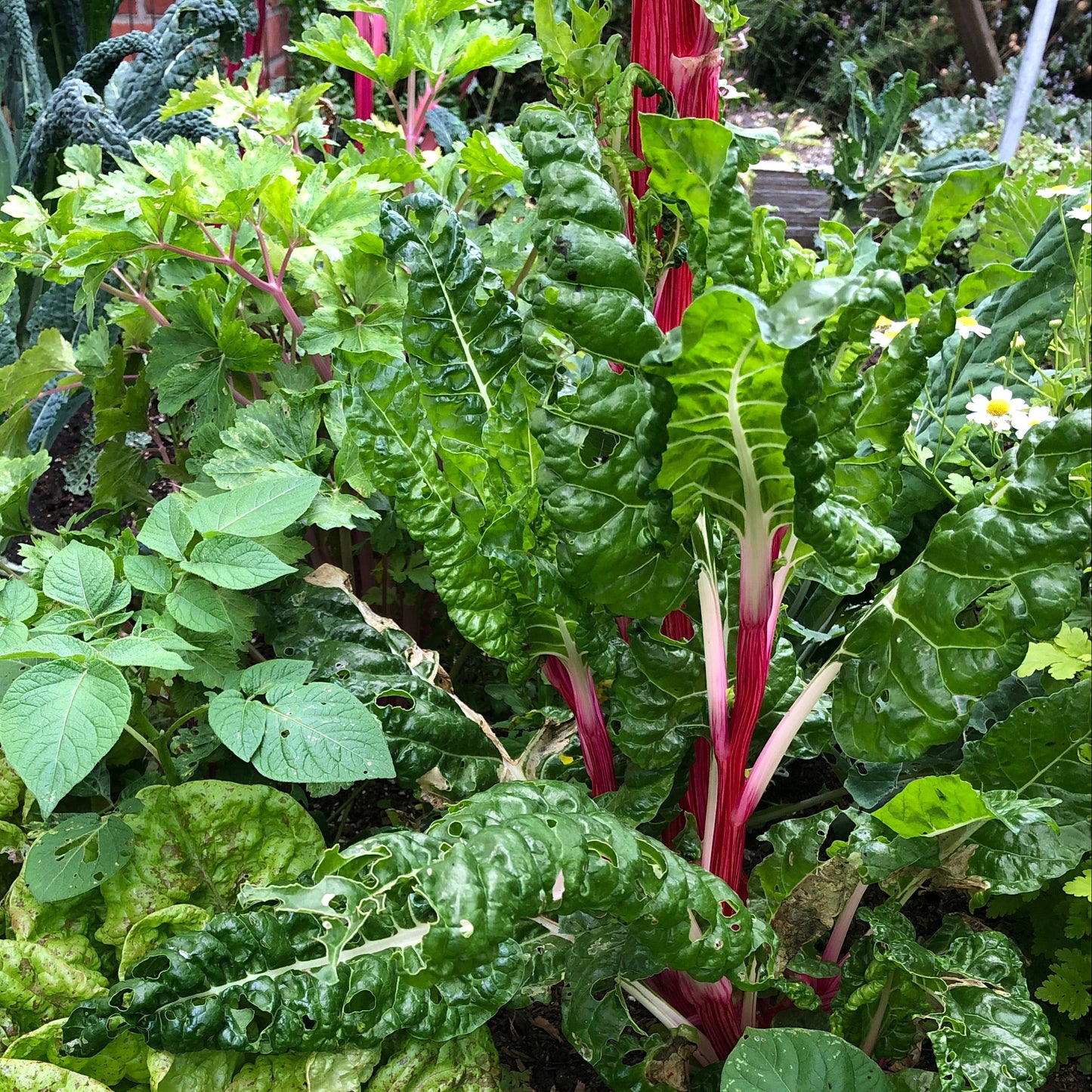 Chard