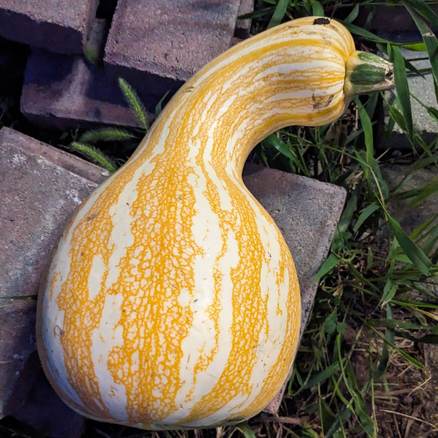 Squash - Cushaw