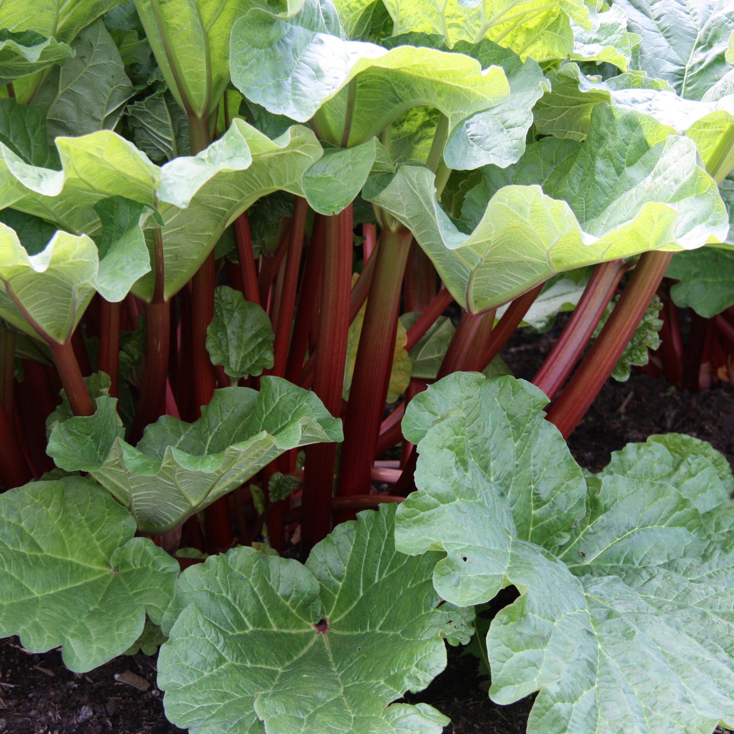 Rhubarb