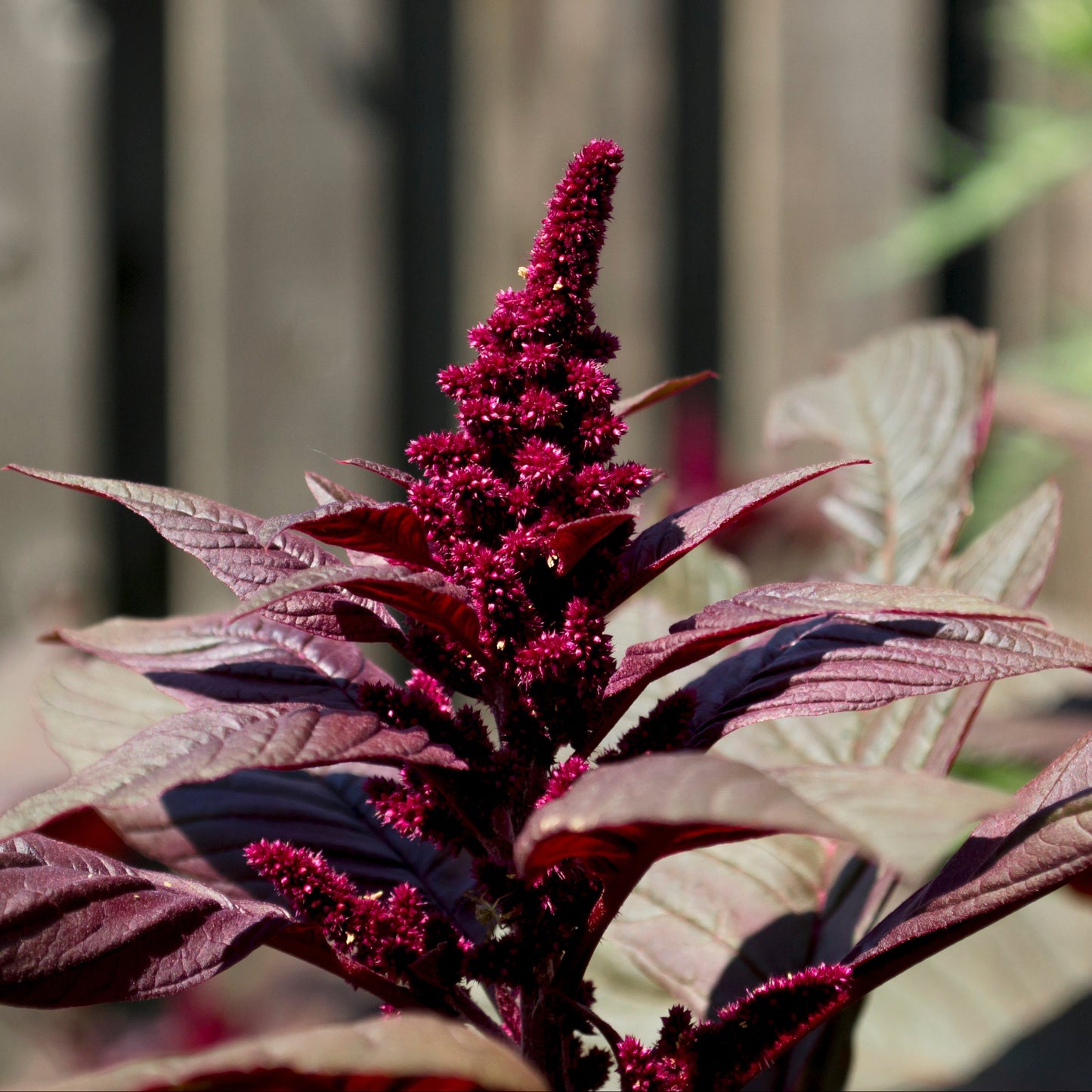 Amaranth