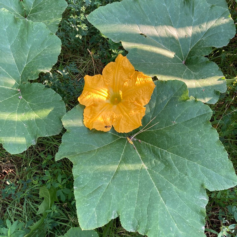 Squash - Moschata