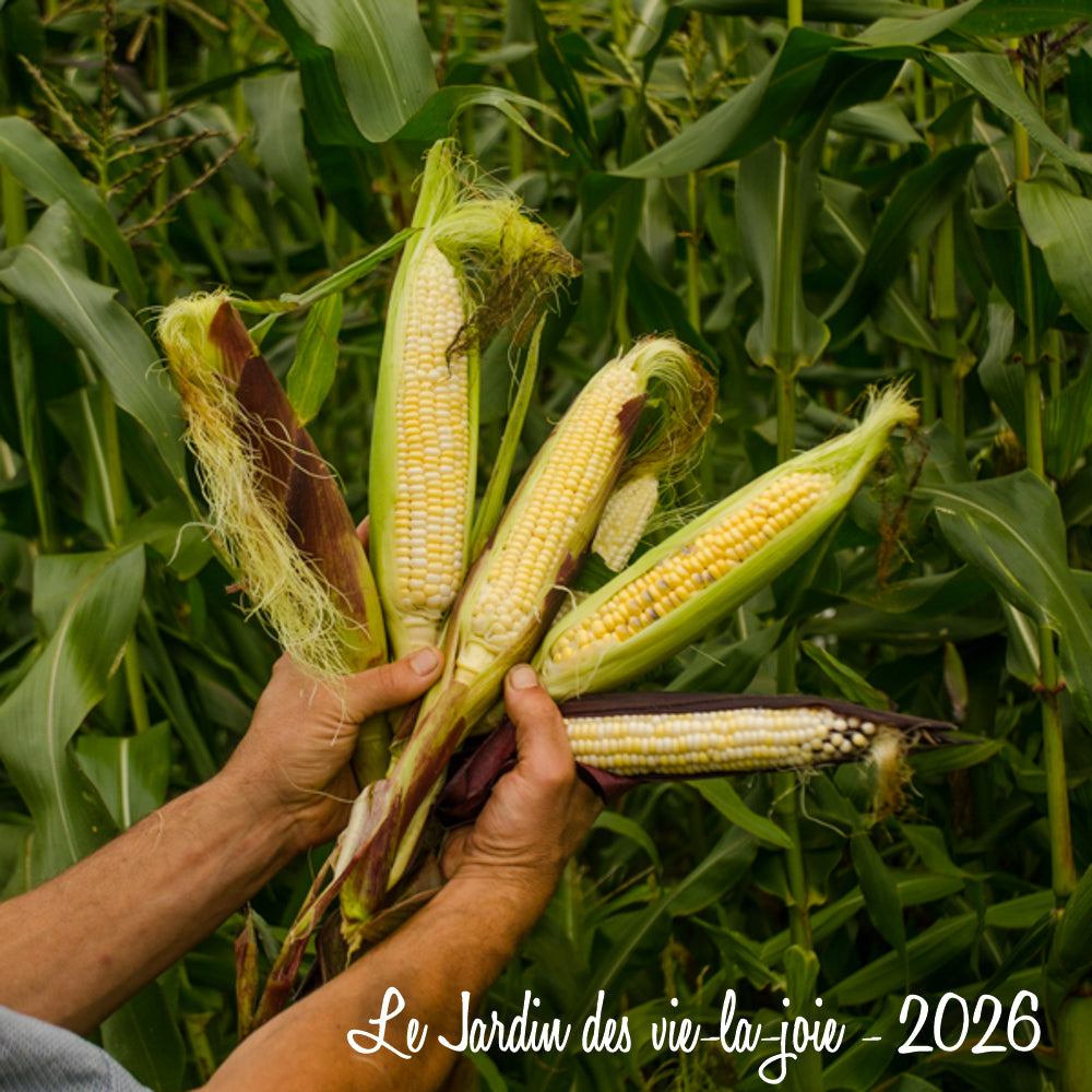 Corn (Canada) (2026)