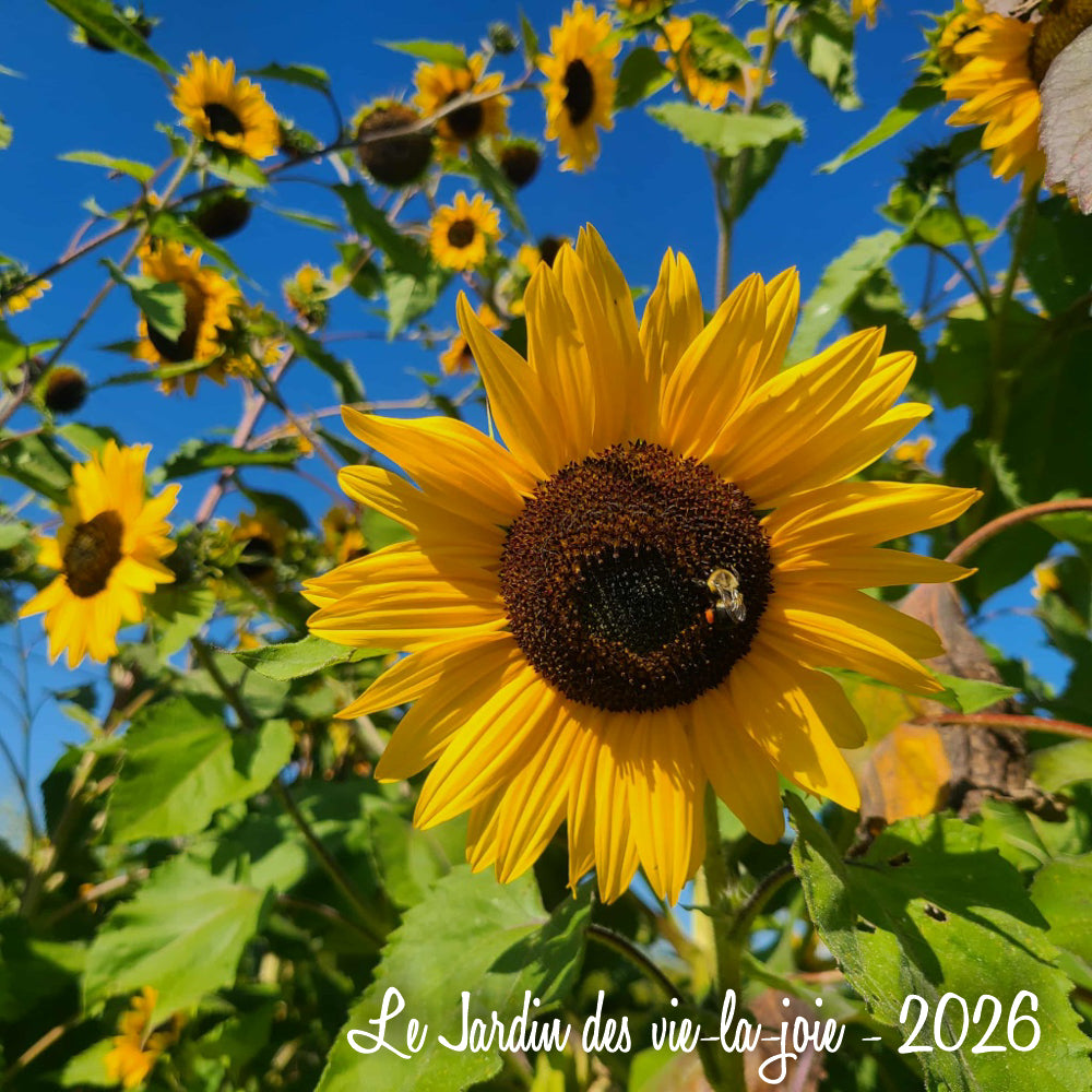 Sunflower (Canada)