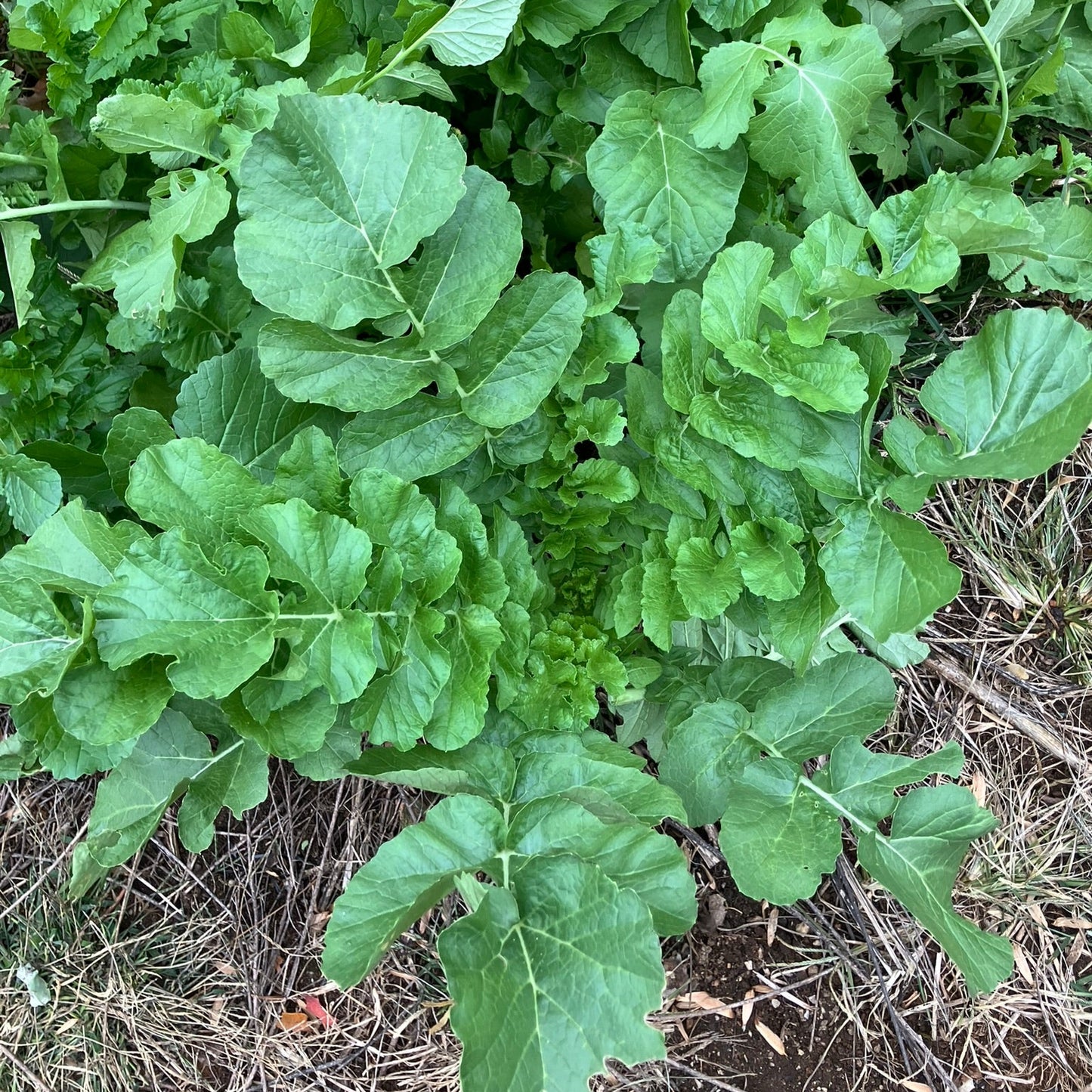 Radish